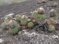 Coleocephalocereus purpureus