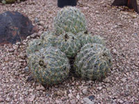 Coryphantha pycnacantha