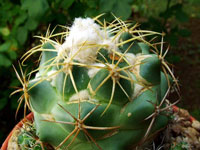 Coryphantha pycnacantha