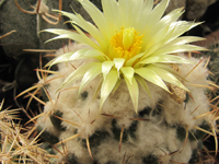 Coryphantha pycnacantha