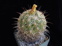 Coryphantha radians