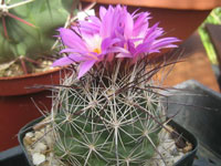 Coryphantha ramillosa