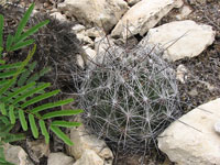 Coryphantha ramillosa