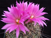 Coryphantha ramillosa