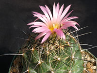 Coryphantha ramillosa