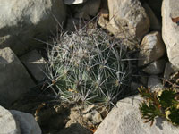 Coryphantha ramillosa