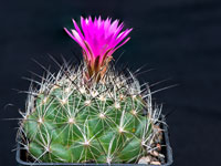 Coryphantha ramillosa