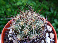 Coryphantha ramillosa