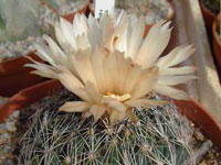 Coryphantha ramillosa