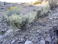 Cylindropuntia ramosissima