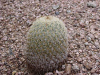 Coryphantha recurvata