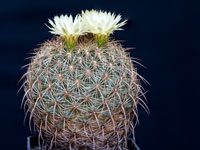 Coryphantha recurvata