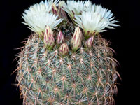 Coryphantha recurvata