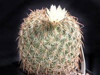 Coryphantha recurvata