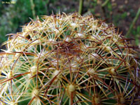 Coryphantha recurvata