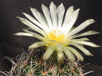 Coryphantha reduncispina