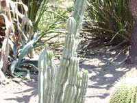 Cereus repandus