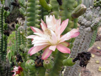 Cereus repandus