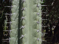 Cereus repandus