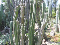 Cereus repandus