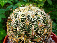 Coryphantha retusa