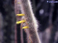 Cleistocactus ritteri