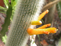 Cleistocactus ritteri