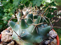 Coryphantha robustispina