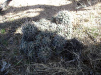 Coryphantha robustispina