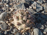 Coryphantha robustispina