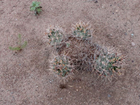 Coryphantha robustispina