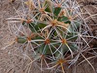 Coryphantha robustispina