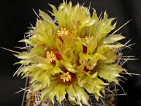 Coryphantha robustispina