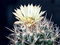 Coryphantha robustispina