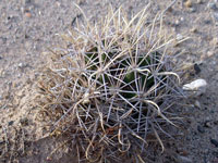 Coryphantha robustispina