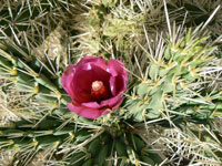 Cylindropuntia rosea