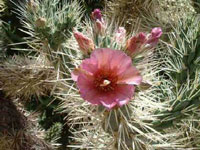 Cylindropuntia rosea