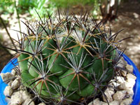 Coryphantha salinensis