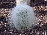 Cephalocereus senilis