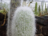 Cephalocereus senilis