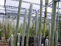 Cephalocereus senilis