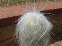 Cephalocereus senilis