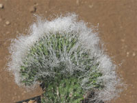 Cephalocereus senilis