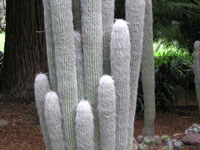 Cephalocereus senilis