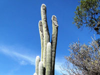 Cephalocereus senilis