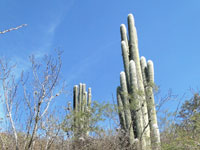 Cephalocereus senilis