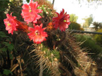 Cleistocactus sepium