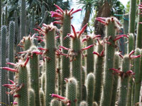 Cleistocactus sepium