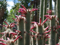 Cleistocactus sepium