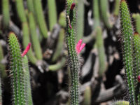 Cleistocactus sepium